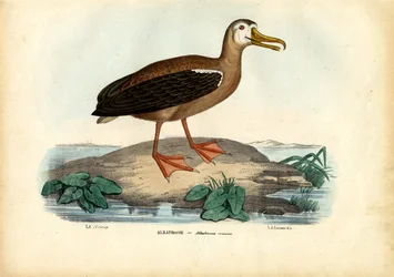Albatros Errant, 1863-79